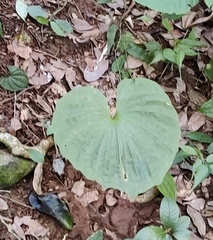 Nervilia concolor