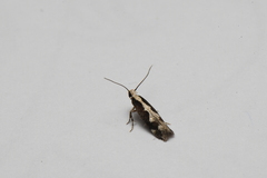 Agnippe prunifoliella