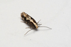 Agnippe prunifoliella