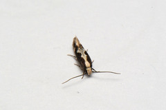 Agnippe prunifoliella