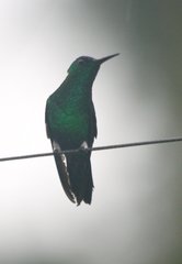 Saucerottia cyanifrons