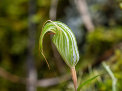 Pterostylis alobula