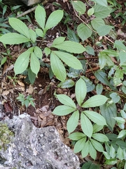 Amorphophallus yuloensis