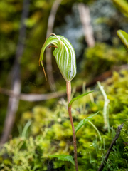 Pterostylis alobula
