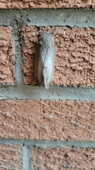 Gloveria arizonensis