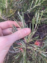 Grevillea pinaster