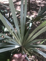 Coccothrinax argentata