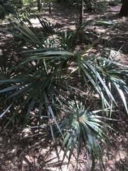 Coccothrinax argentata