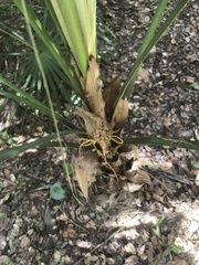 Coccothrinax argentata