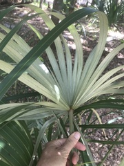 Coccothrinax argentata