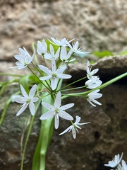 Allium ursinum