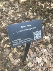 Coccothrinax argentata