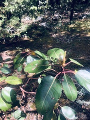 Arbutus bicolor