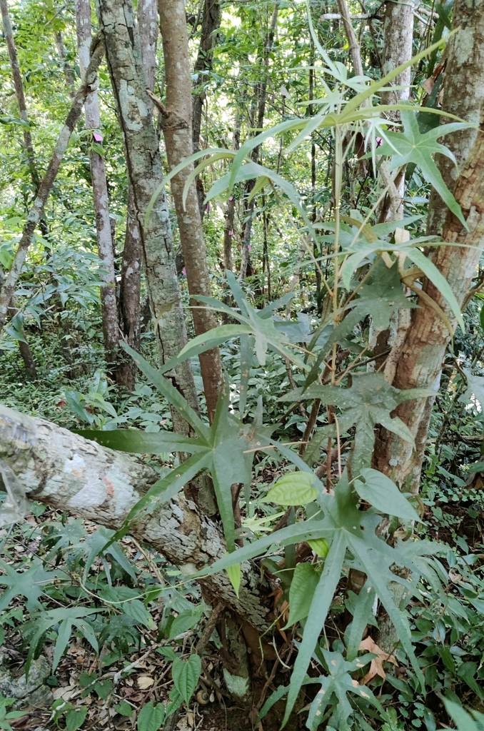 Pterospermum yunnanense