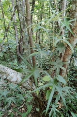 Pterospermum yunnanense