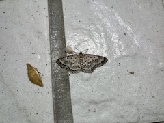 Percnia suffusa