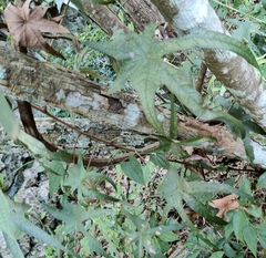 Pterospermum yunnanense