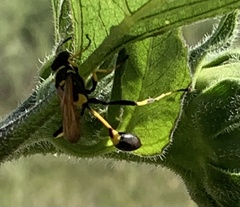 Sceliphron caementarium