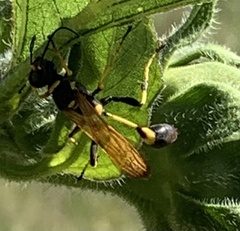 Sceliphron caementarium