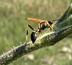 Sceliphron caementarium