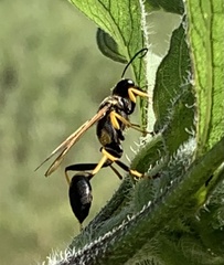 Sceliphron caementarium