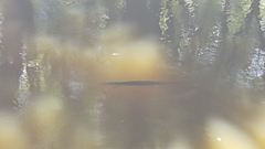 Lepisosteus platyrhincus