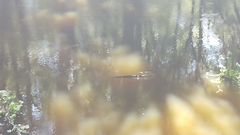 Lepisosteus platyrhincus