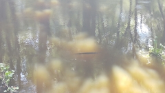 Lepisosteus platyrhincus