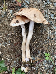 Cortinarius albidoavellaneus