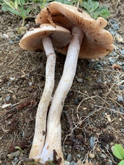 Cortinarius albidoavellaneus
