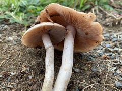 Cortinarius albidoavellaneus