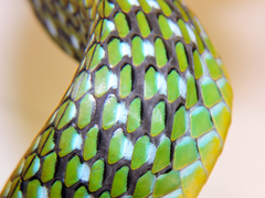 Leptophis diplotropis