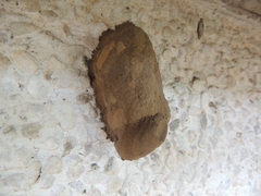 Sceliphron fistularium