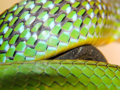 Leptophis diplotropis