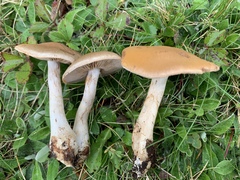 Cortinarius modestus