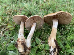 Cortinarius modestus