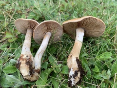 Cortinarius modestus