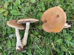 Cortinarius modestus