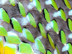 Leptophis diplotropis