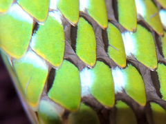 Leptophis diplotropis