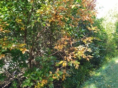 Xylocarpus moluccensis