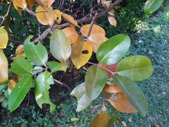 Xylocarpus moluccensis