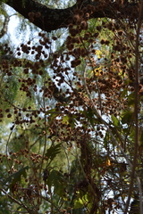 Montanoa grandiflora
