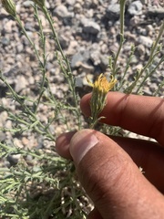 Adenophyllum cooperi