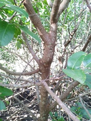 Xylocarpus moluccensis