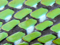 Leptophis diplotropis