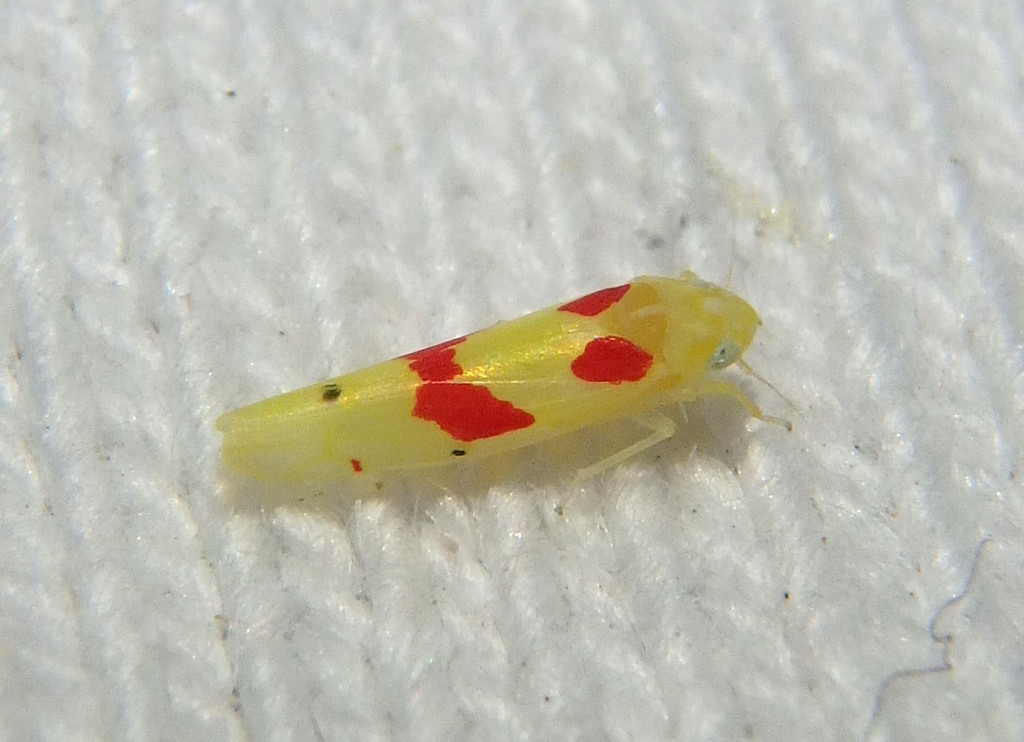 Eratoneura paraesculi