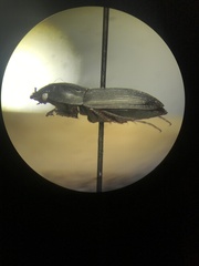 Anisodactylus rusticus