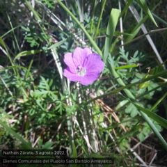 Geranium potentillifolium