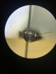 Anisodactylus rusticus